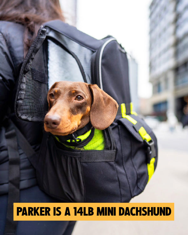 Dachshund carrying outlet backpack